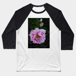 Coloma Garden Pink rose Baseball T-Shirt